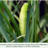 coenonympha symphyta  didi abuli final larval 2